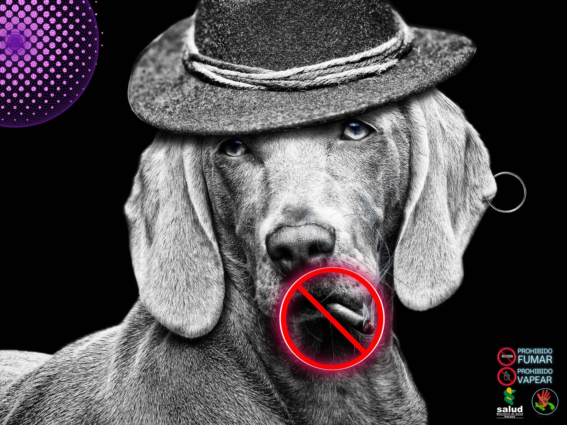 Consecuencias de la exposición al humo de tabaco en las mascotas Consecuencias de la exposición al humo de tabaco en las mascotas