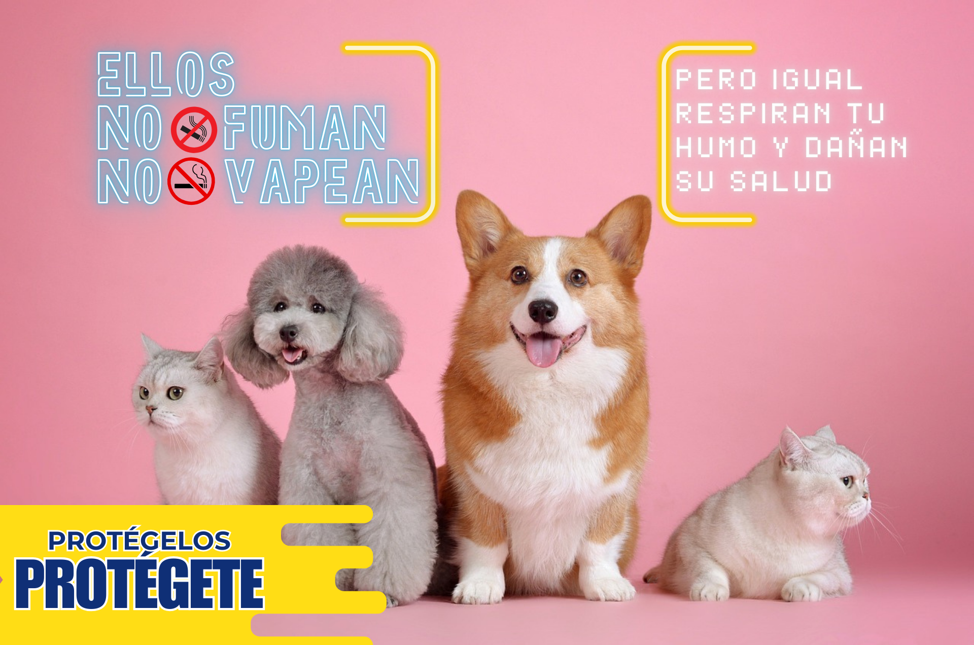Consecuencias de la exposición al humo de tabaco en las mascotas