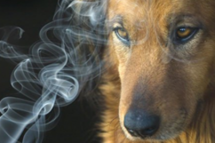 Consecuencias de la exposición al humo de tabaco en las mascotas